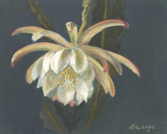 Day Flower, Epiphyllum, Oil