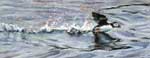 Puffin Takeoff, Pastel