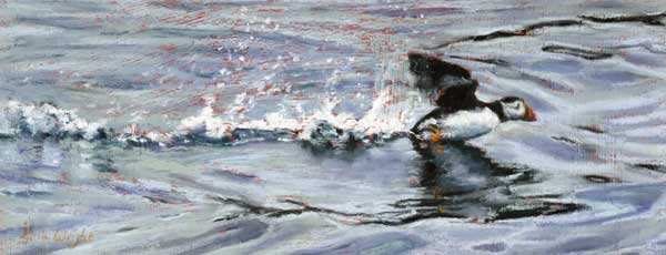 Puffin Takeoff, Pastel