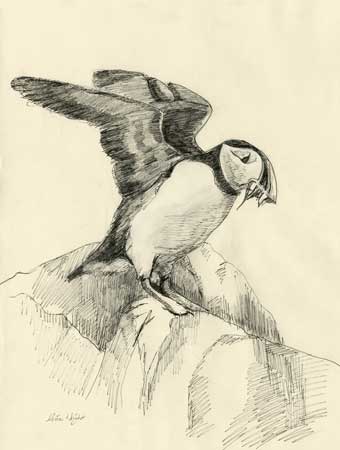 Puffin With Sand Eels, Ink And Pencil