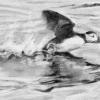 Study for Puffin Takeoff, Pencil