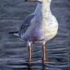 Black headed gull standing in water with the sun lighting the plumage